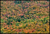 Tree canopy in the fall seen from above. Baxter State Park, Maine, USA