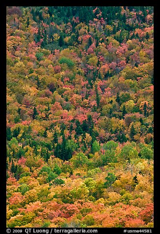 Aerial view of deciduous trees in fall foliage mixed with evergreen. Baxter State Park, Maine, USA