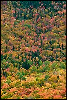 Aerial view of deciduous trees in fall foliage mixed with evergreen. Baxter State Park, Maine, USA