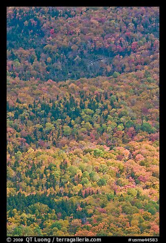 Tapestry of colors in autumn. Baxter State Park, Maine, USA (color)