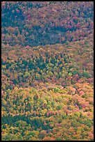 Tapestry of colors in autumn. Baxter State Park, Maine, USA