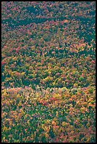 Aerial view of forest in autumn. Baxter State Park, Maine, USA