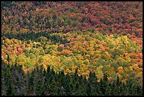 Ridge of conifers and deciduous trees with spotlight. Baxter State Park, Maine, USA (color)