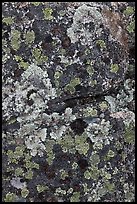 Lichen-covered rocks. Baxter State Park, Maine, USA (color)