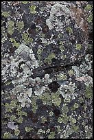 Lichen-covered rocks. Baxter State Park, Maine, USA