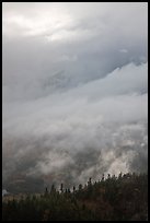 Clearing clouds and ridge with conifers. Baxter State Park, Maine, USA