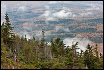 Ridge of conifers, with mixed forest and clouds below. Baxter State Park, Maine, USA