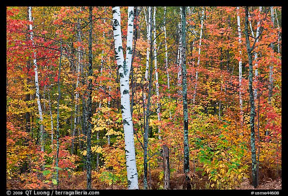 Trees ablaze with fall colors. Maine, USA (color)