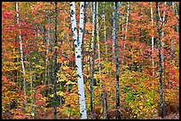 Trees ablaze with fall colors. Maine, USA