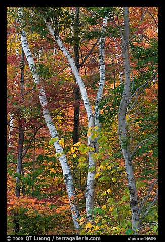 Curving tree trunks and fall foliage. Maine, USA