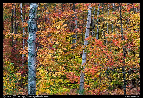 Autumn forest scene. Maine, USA (color)