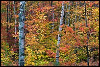 Autumn forest scene. Maine, USA
