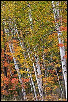 Birch trees in autumn. Baxter State Park, Maine, USA (color)