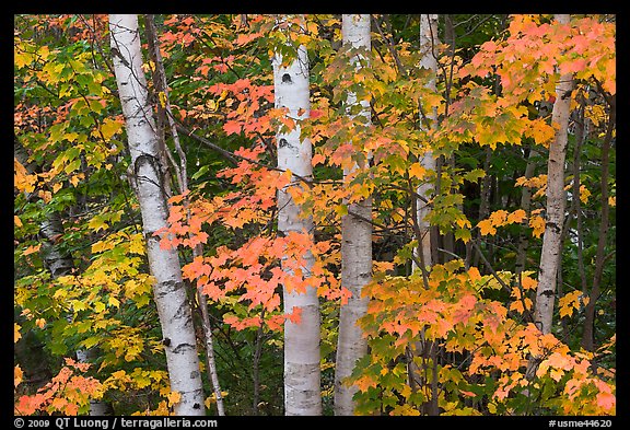 White birch trees and maple leaves in the fall. Baxter State Park, Maine, USA (color)