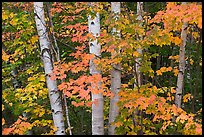 White birch trees and maple leaves in the fall. Baxter State Park, Maine, USA