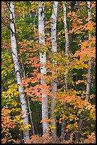 Group of birch trees and maple leaves in autumn. Baxter State Park, Maine, USA