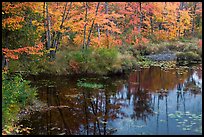 Pond surrounded by trees in fall colors. Maine, USA