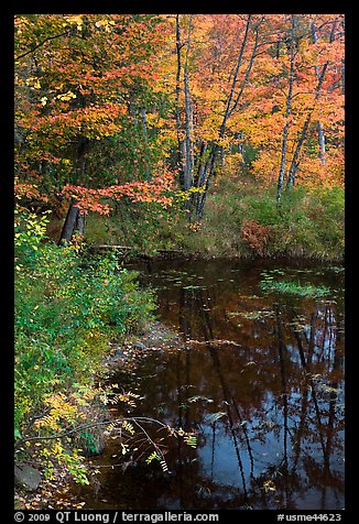 Trees in fall foliage next to pond. Maine, USA (color)