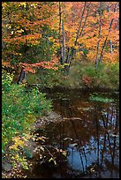 Trees in fall foliage next to pond. Maine, USA