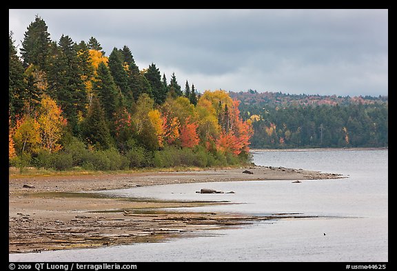 Trees in autumn color on shores of Chamberlain Lake. Allagash Wilderness Waterway, Maine, USA (color)