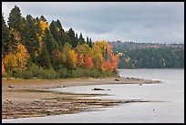 Trees in autumn color on shores of Chamberlain Lake. Allagash Wilderness Waterway, Maine, USA ( color)