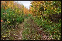 Overgrown road. Allagash Wilderness Waterway, Maine, USA