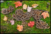 Mushrooms, fallen leaves, and moss. Allagash Wilderness Waterway, Maine, USA (color)
