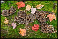 Mushrooms, fallen leaves, and moss. Allagash Wilderness Waterway, Maine, USA