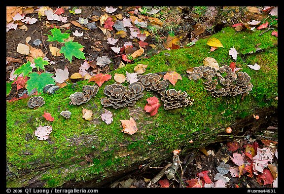 Mushrooms growing on moss-covered log in autumn. Allagash Wilderness Waterway, Maine, USA