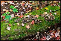 Mushrooms growing on moss-covered log in autumn. Allagash Wilderness Waterway, Maine, USA (color)