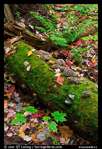 Moss-covered log in the fall. Allagash Wilderness Waterway, Maine, USA (color)