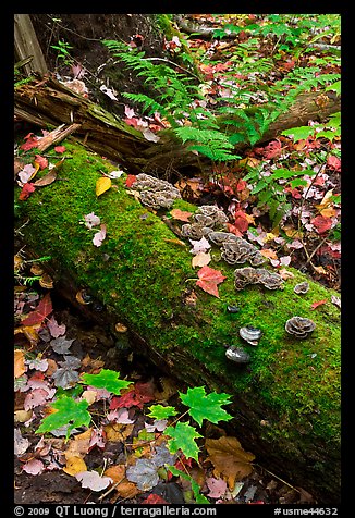 Moss-covered log in the fall. Allagash Wilderness Waterway, Maine, USA