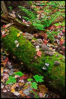 Moss-covered log in the fall. Allagash Wilderness Waterway, Maine, USA