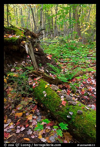 Forest floor with moss-covered log. Allagash Wilderness Waterway, Maine, USA (color)