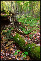 Forest floor with moss-covered log. Allagash Wilderness Waterway, Maine, USA