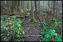 Tree growing in middle of abandonned railroad track. Allagash Wilderness Waterway, Maine, USA (color)
