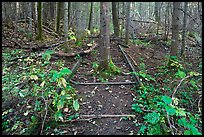 Tree growing in middle of abandonned railroad track. Allagash Wilderness Waterway, Maine, USA ( color)