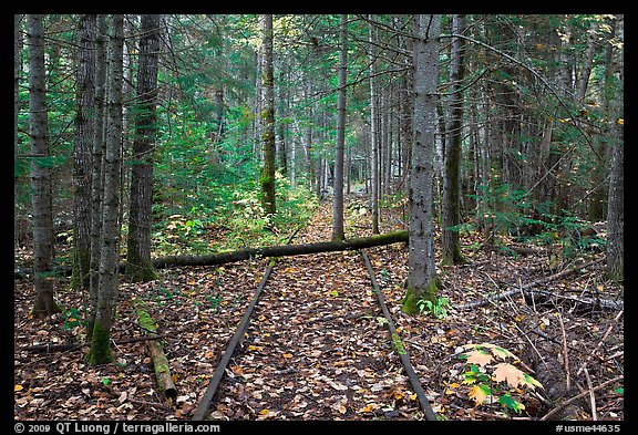 Abandonned railroad tracks in forest. Allagash Wilderness Waterway, Maine, USA