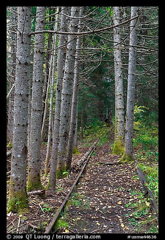 Forest reclaiming railway tracks. Allagash Wilderness Waterway, Maine, USA