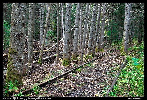 Eagle Lake and West Branch railroad tracks. Allagash Wilderness Waterway, Maine, USA (color)