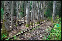 Eagle Lake and West Branch railroad tracks. Allagash Wilderness Waterway, Maine, USA