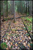 Abandonned railway tracks. Allagash Wilderness Waterway, Maine, USA (color)