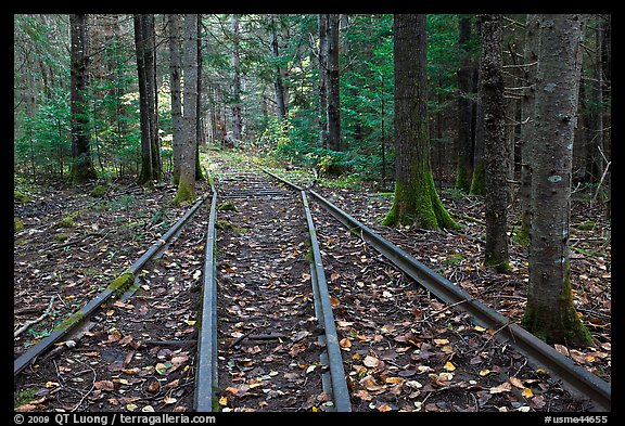 Forest with railroad tracks from bygone logging area. Allagash Wilderness Waterway, Maine, USA (color)