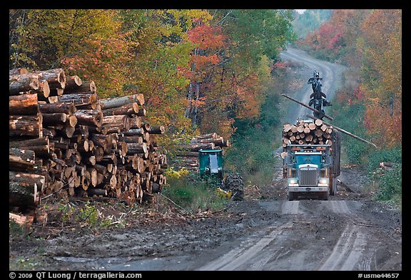 Log truck loaded on forestry road. Maine, USA