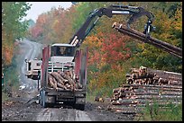 Log loader lifts trunks into log truck. Maine, USA (color)