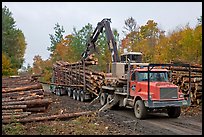 Logging operation loading tree trunks onto truck. Maine, USA