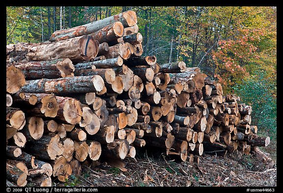 Stacked logs. Maine, USA