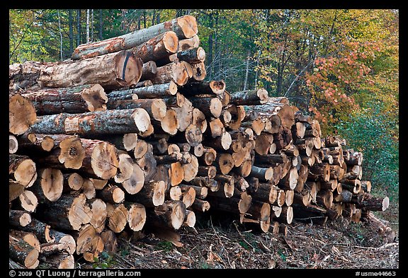 Stacked logs. Maine, USA