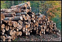 Stacked logs. Maine, USA (color)