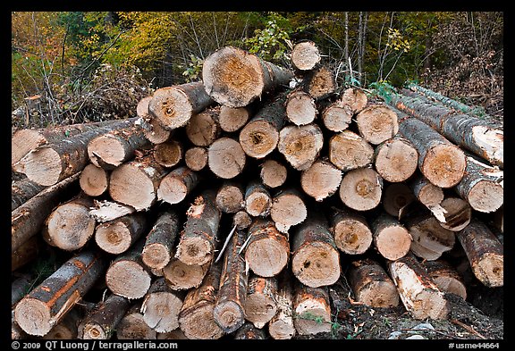 Cut tree trunks. Maine, USA (color)